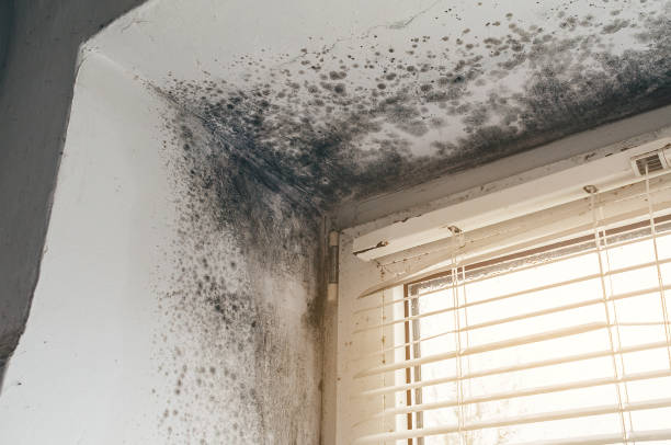 Affordable Mold Removal solutions in Garrett, PA